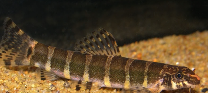 Red Tail Loach