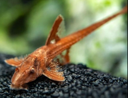 Red Whiptail 2"