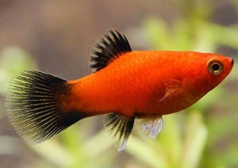Red platy