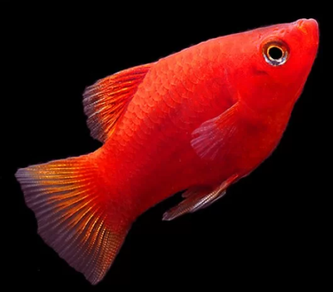 Red platy