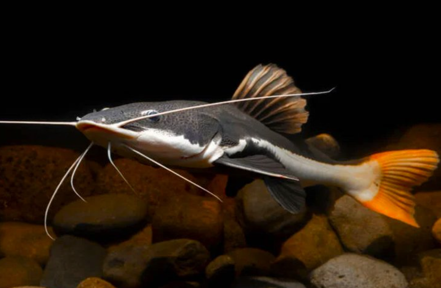 Red tail catfish