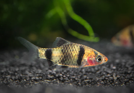 RUBY BARB