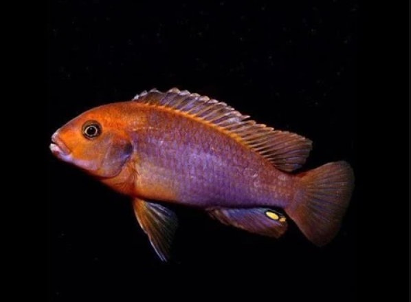 Rusty Cichlid