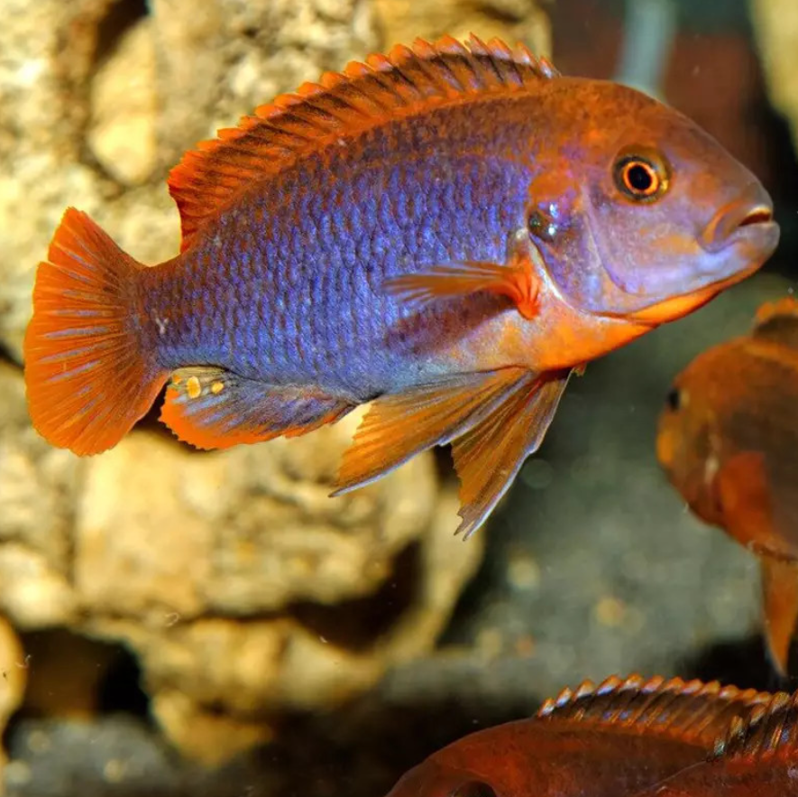 Rusty Cichlid