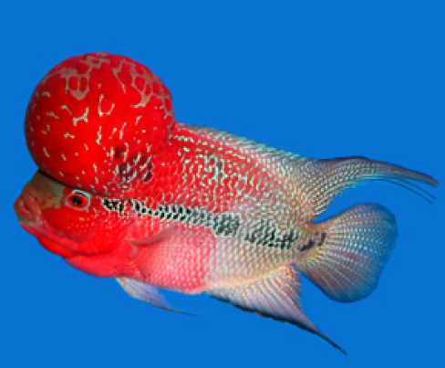 SRD Flower Horn 5 inches