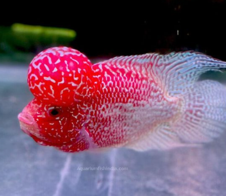 SRD Flower Horn 5 inches