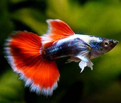 Santa Clus Guppy