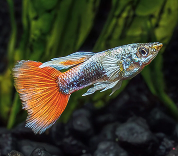 Santa Clus Guppy