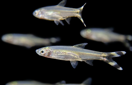 Scissor Tail rasbora