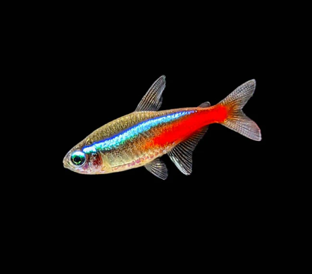 Neon tetra