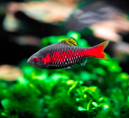 Odessa barb
