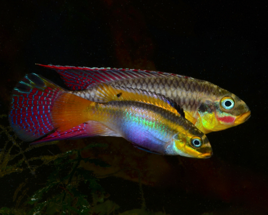 Kribensis