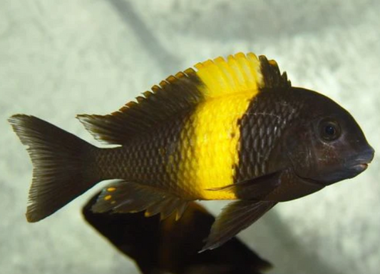 Yellow dubaosi