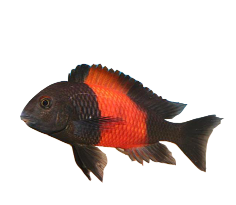 Orange Dubosi