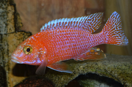 Strawberry Cichlid