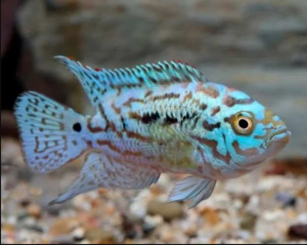 Electric Blue JackDampsey