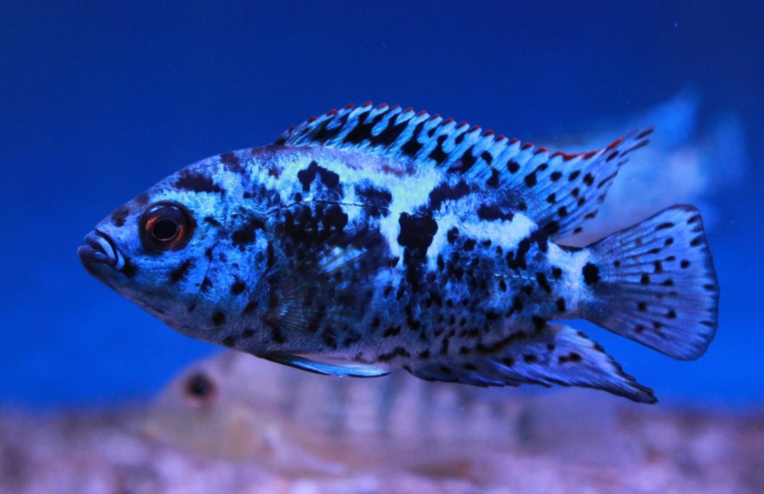 Electric Blue JackDampsey