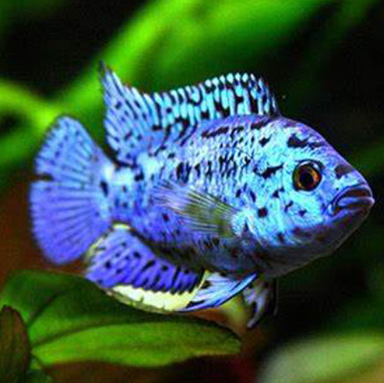 Electric Blue JackDampsey