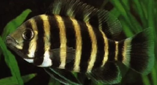 Zebra Tilapia