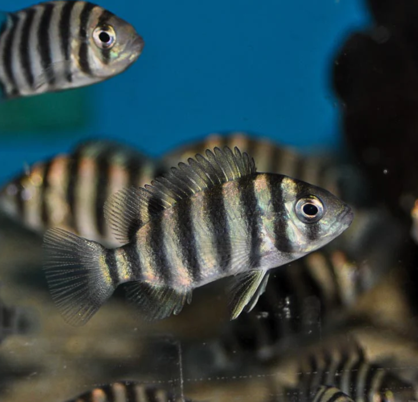 Zebra Tilapia