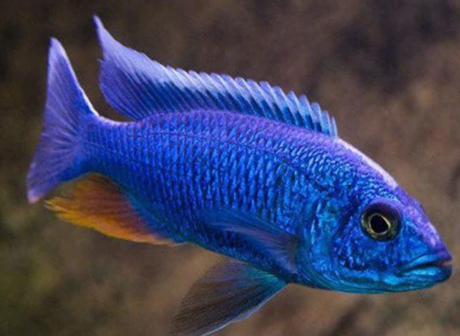 Electric Blue Cichlid