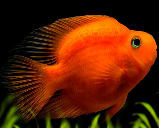 Parrot fish