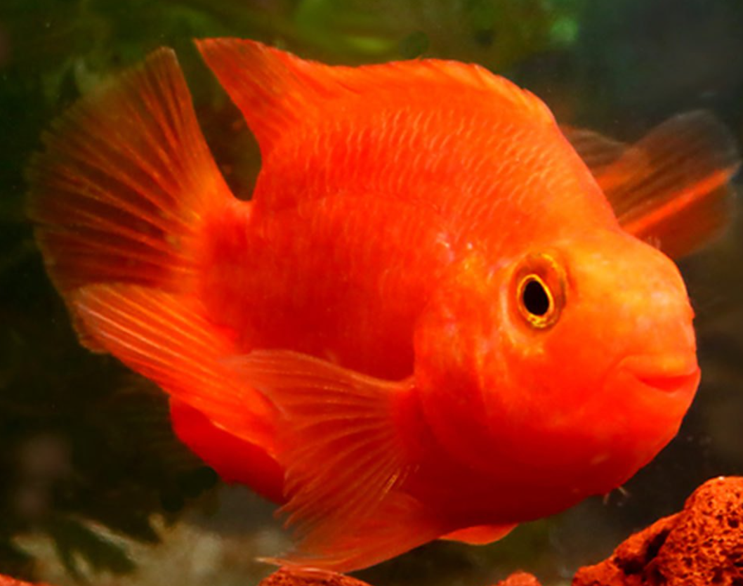 Parrot fish