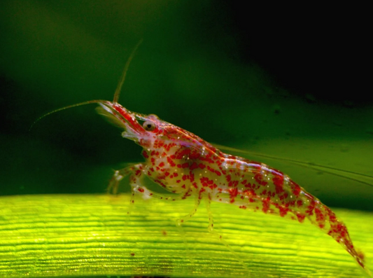 Mixed Shrimps