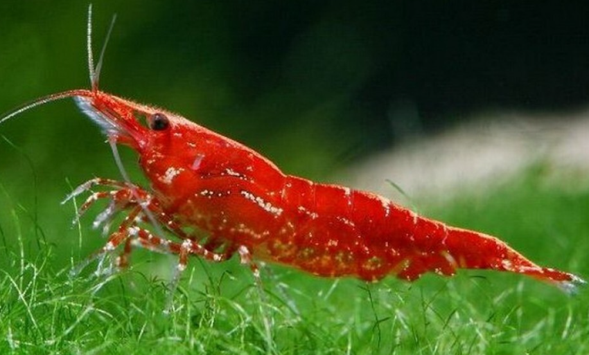 Mixed Shrimps