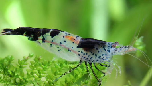 Black Rili Shrimp