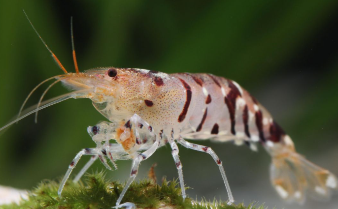 Feeding Shrimp