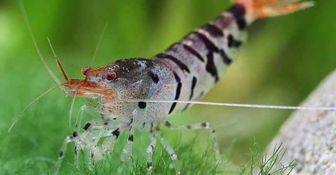 Feeding Shrimp