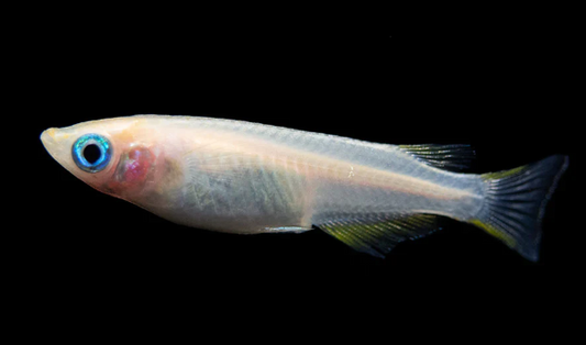 Japanese Rice Fish
