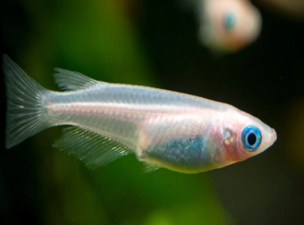 Japanese Rice Fish