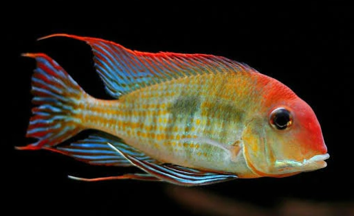 Geo- Red Head Tapojas 2.5"