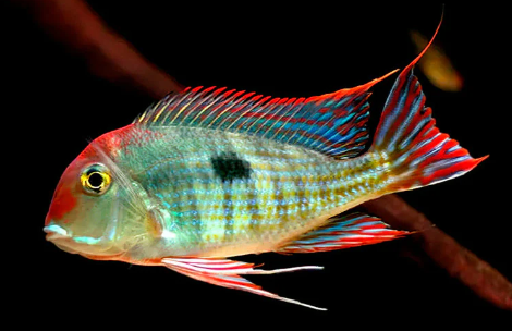 Geo- Red Head Tapojas 2.5"