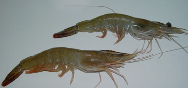 Indian Shrimps
