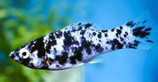 Molly Varieties