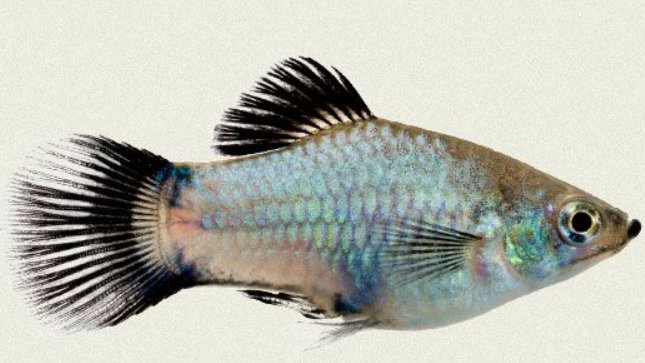 Neon Platy