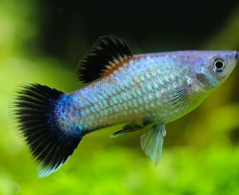 Neon Platy