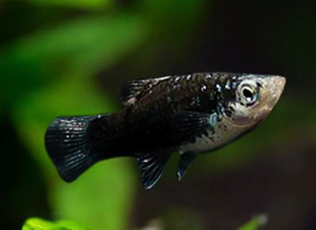 Black platy
