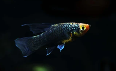 Black platy