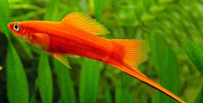 Sword tail Red
