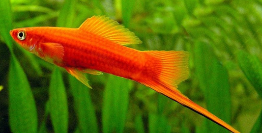 Sword tail Red