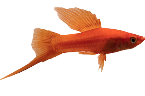 Sword tail Red