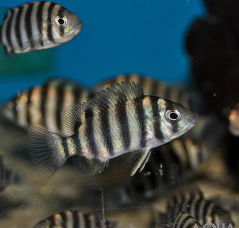 Zebra Tilapia