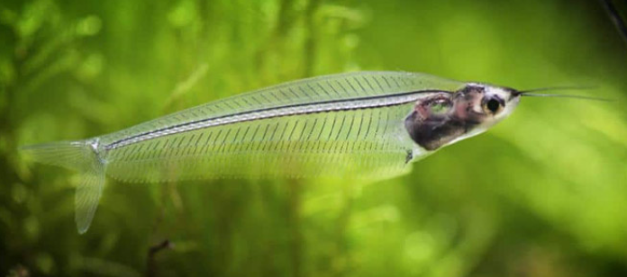 Thailand Glass Cat fish