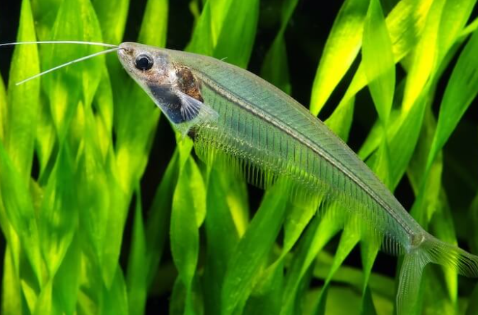 Thailand Glass Cat fish