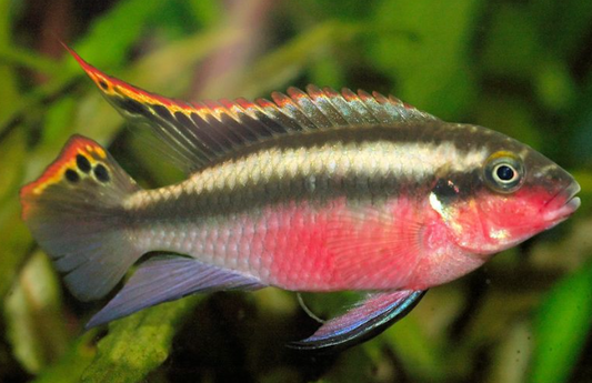 Kribensis