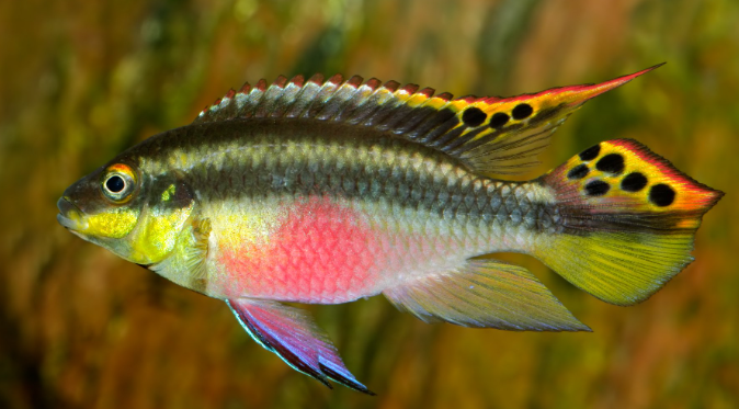Kribensis